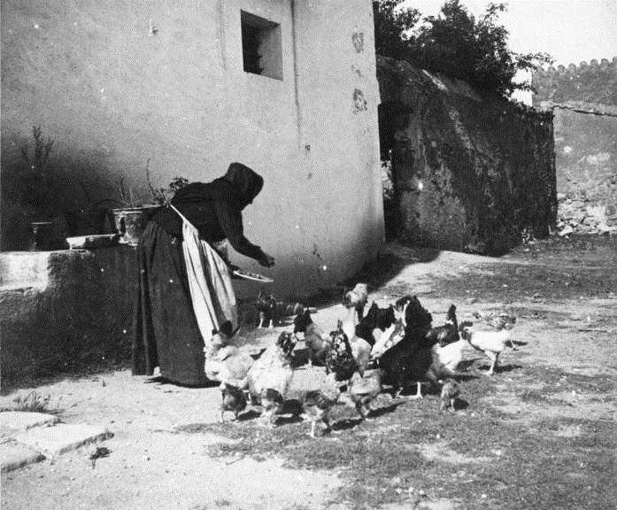 Gallines Menjant Davant La Rectoria X